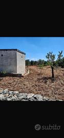 Terreno agricolo