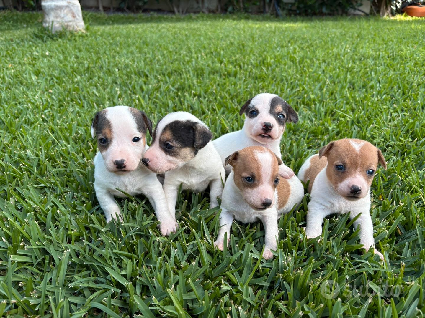 Jack Russell Terrier - Animali In vendita a Agrigento