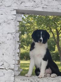 Cucciolotto di Border Collie