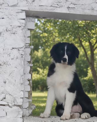 Cucciolotto di Border Collie