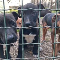 Cuccioli di american pit bull terrier