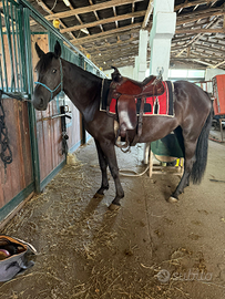 Puledra Maremmana di 3 anni già domata