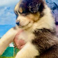 Pastore Australiano Australian Shepherd FEMMINA