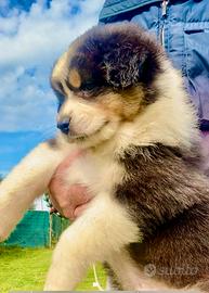 Pastore Australiano Australian Shepherd FEMMINA