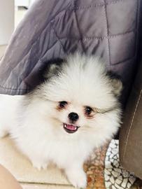 Cucciolo volpino di Pomerania