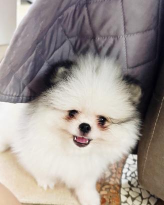Cucciolo volpino di Pomerania