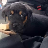 Cuccioli pastore tedesco/labrador