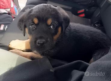 Cuccioli pastore tedesco/labrador