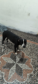 Cane pitbull