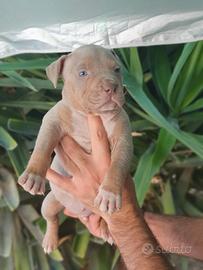 Pitbull tricolor e blue nose