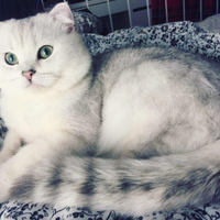 Scottish Accoppiamento/Monta