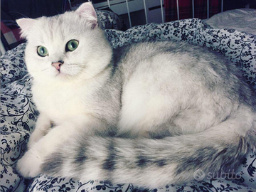 Scottish Accoppiamento/Monta