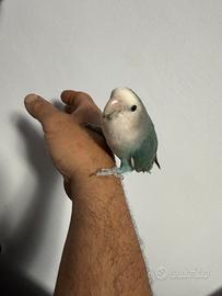Inseparabile allevato a mano