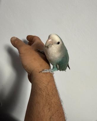 Inseparabile allevato a mano