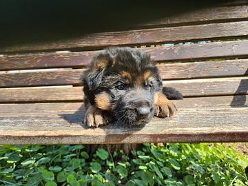 Cuccioli di Pastore Tedesco