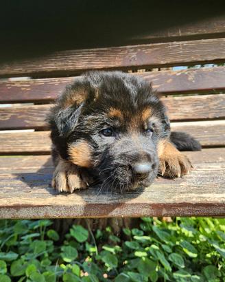 Cuccioli di Pastore Tedesco