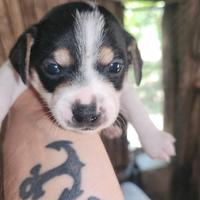 Cucciolo Super Bello