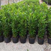 alloro photinia