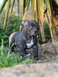 American pitbull terrier