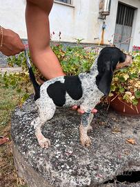 Cuccioli segugio Petit Bleu da cinghiale