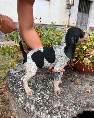 Cuccioli segugio Petit Bleu da cinghiale
