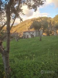 Terreno Agricolo San Nicola Arcella [285VRG]