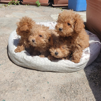 Cuccioli barboncini Toy