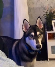 Huscky occhi celesti