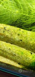 Neocaridina blu davidi