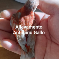 Cardinalini del Venezuela