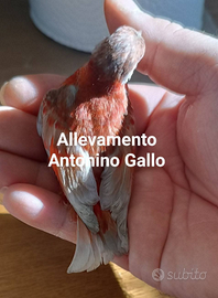 Cardinalini del Venezuela