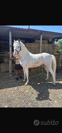 Cavallo intero arabo-paint