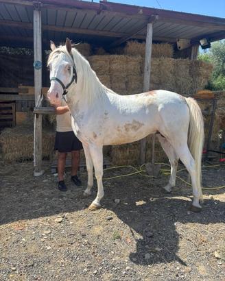 Cavallo intero arabo-paint