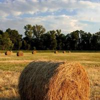 Fieno per alimentazione bestiame