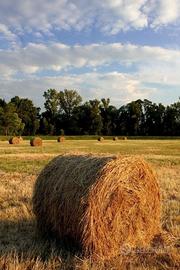 Fieno per alimentazione bestiame