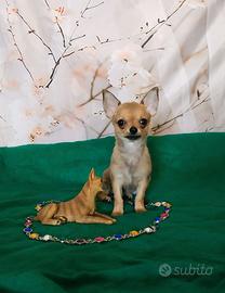 Chihuahua pelo corto femminuccia