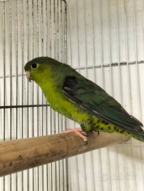 Parrocchetto Barrato