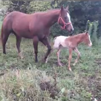 Puledro appaloosa