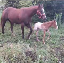 Puledro appaloosa