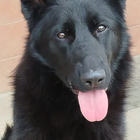 Pastore tedesco nero