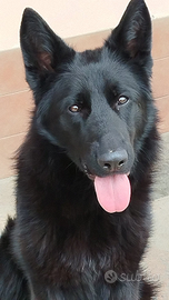 Pastore tedesco nero