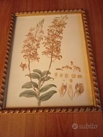 QUADRO STAMPA BOTANICA CON CORNICE