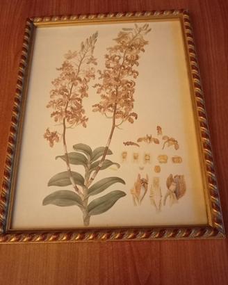 QUADRO STAMPA BOTANICA CON CORNICE