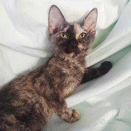 Gattina don sphynx tortie 3 mesi