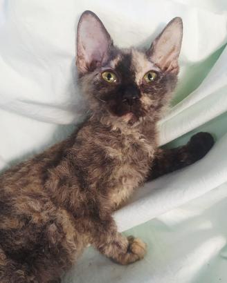 Gattina don sphynx tortie 3 mesi