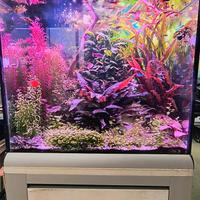 Bacopa monieri pianta per acquario 