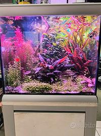 Bacopa monieri pianta per acquario 