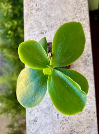 Piante varie
