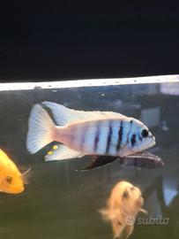 Fainzilberi maison reef