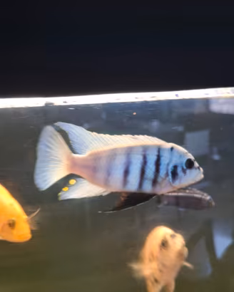 Fainzilberi maison reef